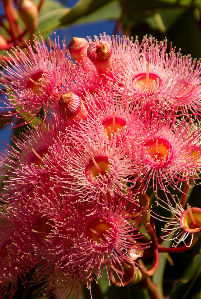Blossom australian pink
