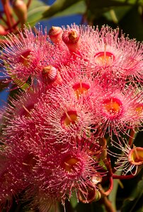 Blossom australian pink