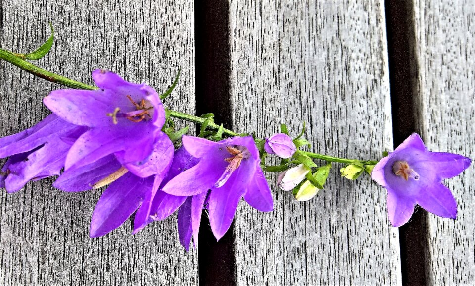 Bells wild flower shrub