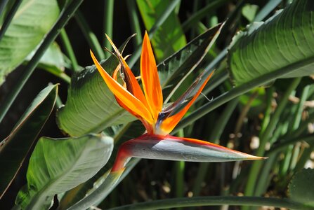 Bird of paradise flower tropical flower photo