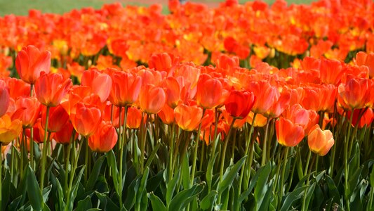 Plant nature flower
