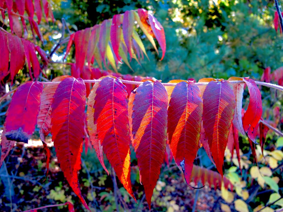 Autumn leaves leaf color
