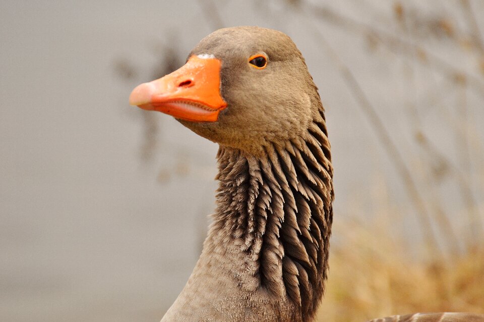 Water bird poultry bill