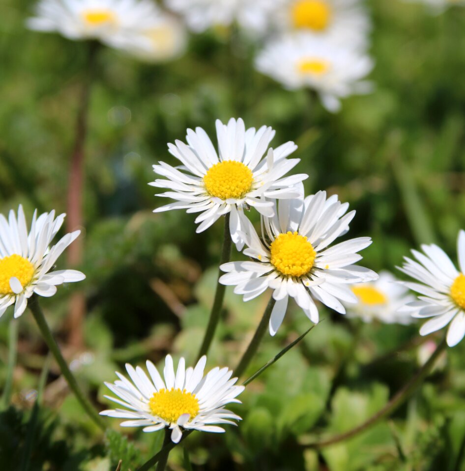 Daisies flower grass