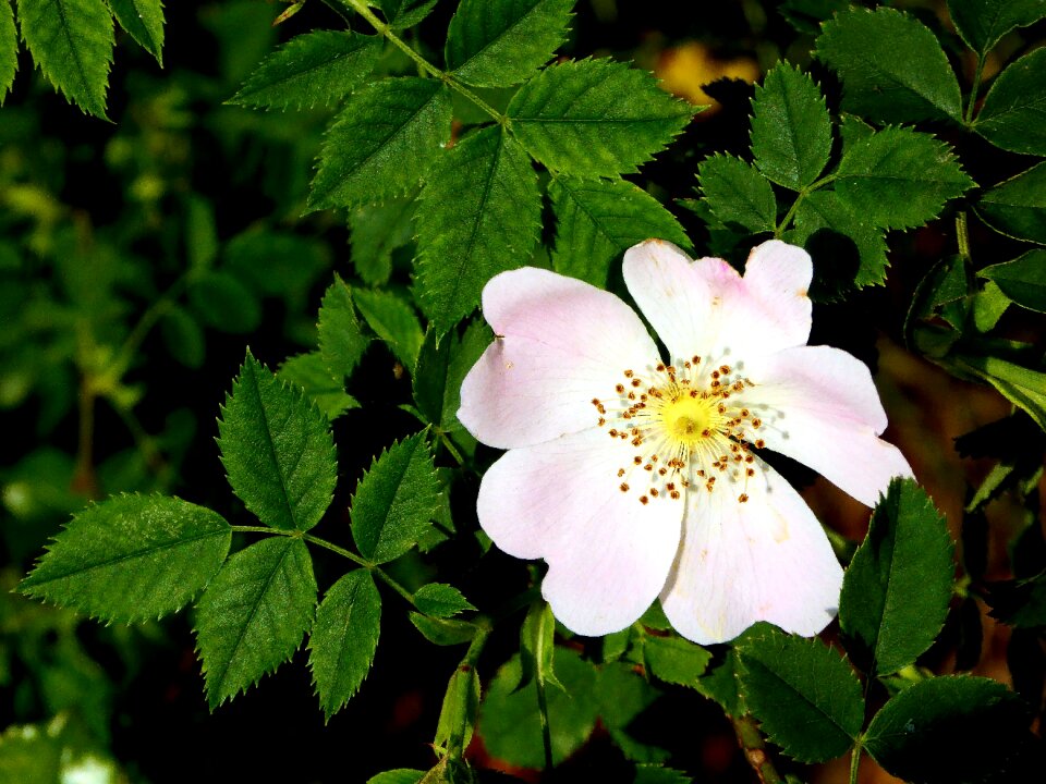 Bloom white close up