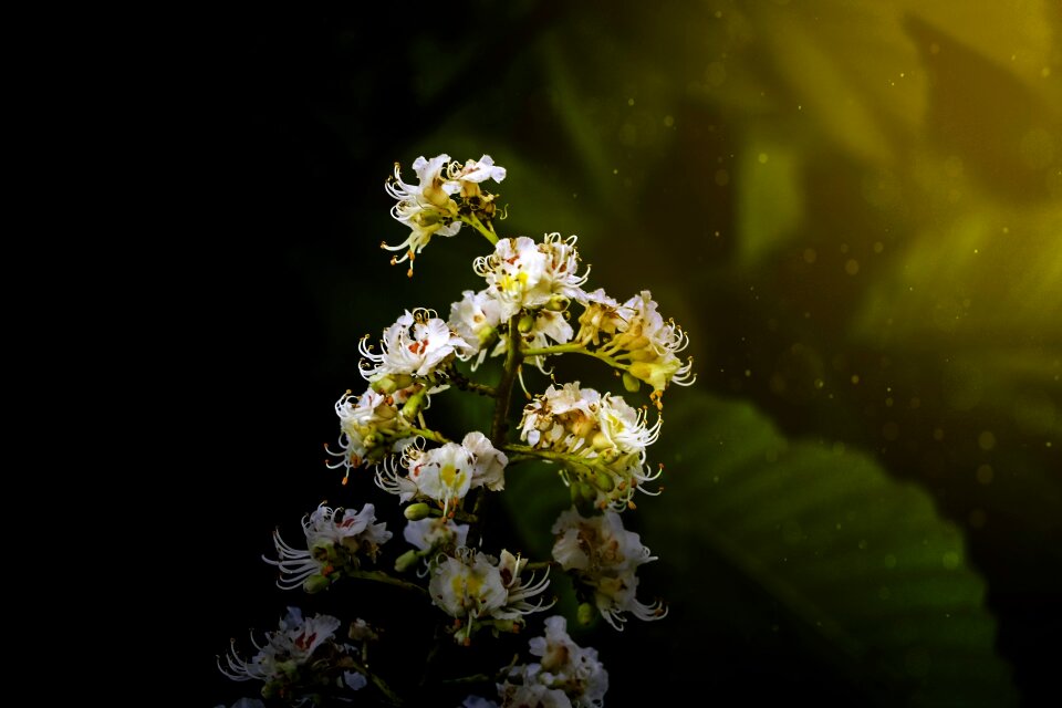 Flowers visual composer light