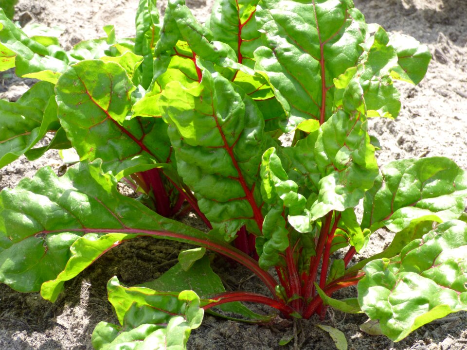 Kitchen garden plants food