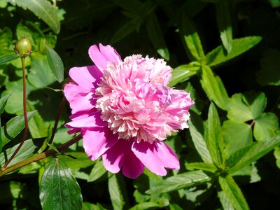 Flower pink peony photo