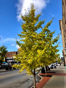 Ginkgo Tree, Madison Avenue, Covington, KY 