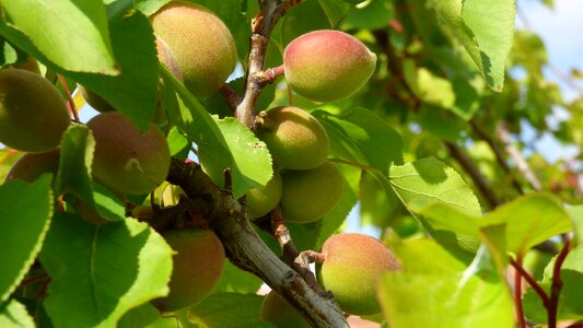 A branch fruit foliage