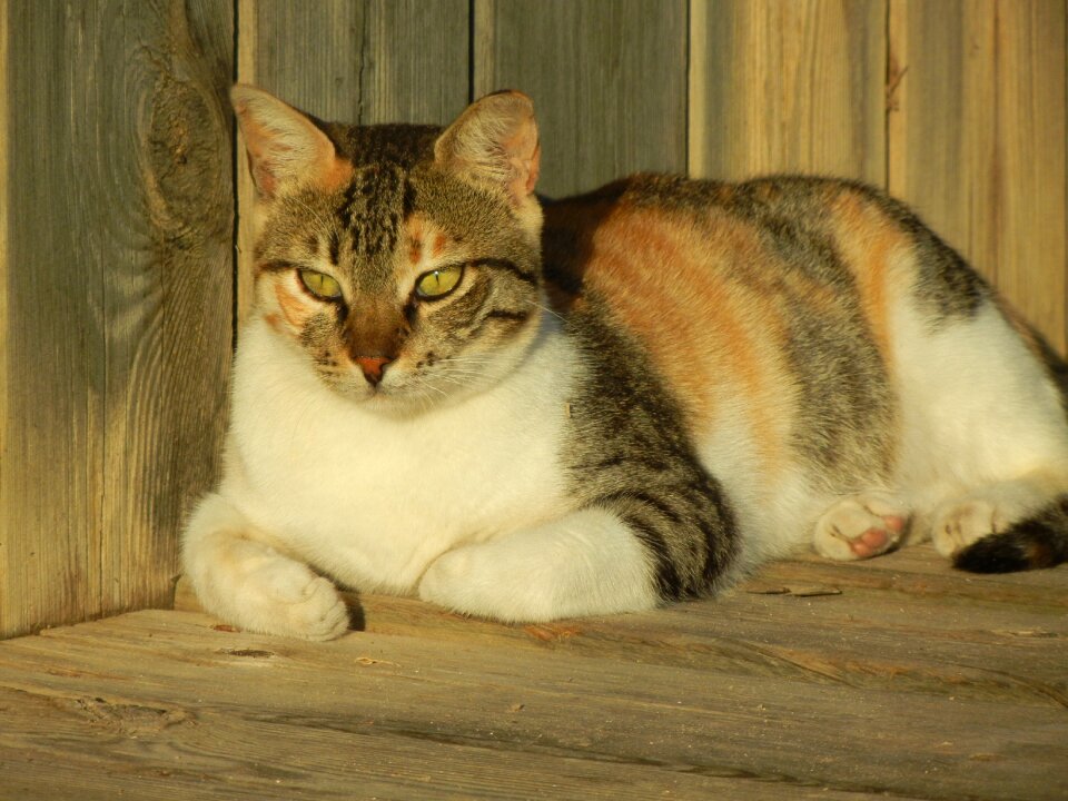 Fur mammal tricolor