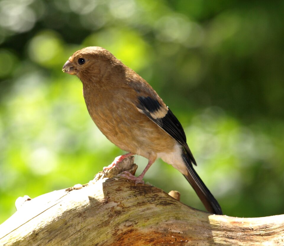 Young bird pyrrhula pyrrhula bird