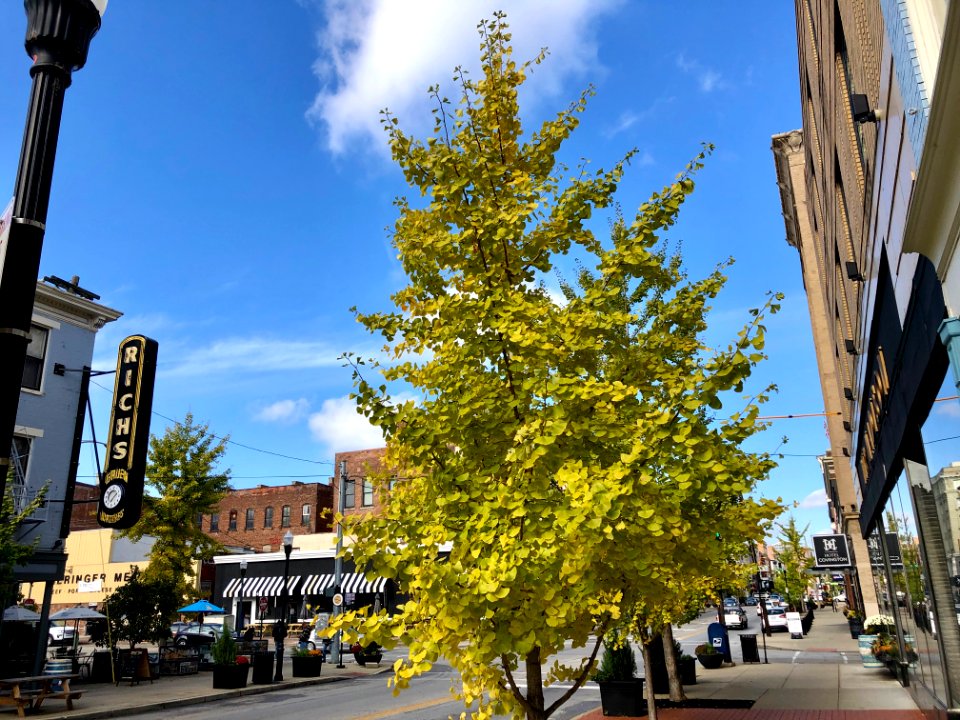 Ginkgo Tree, Madison Avenue, Covington, KY 