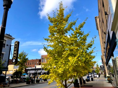 Ginkgo Tree, Madison Avenue, Covington, KY 