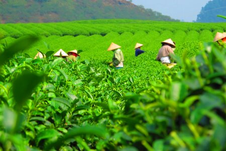 Crop field workers photo