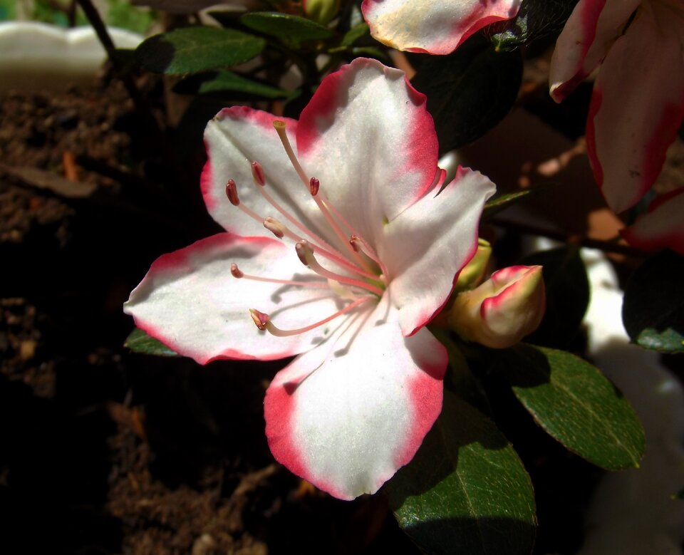 Close white nature