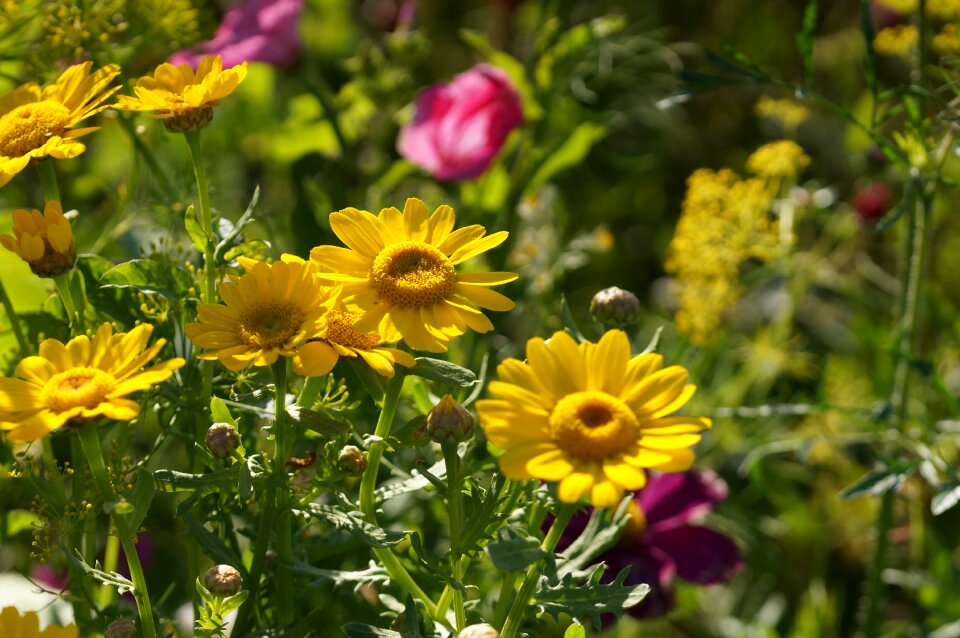 Meadow close up farbenpracht photo