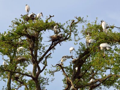 Nature bird florida photo