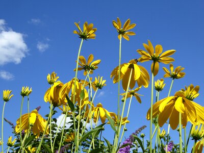 Bright flora composites photo