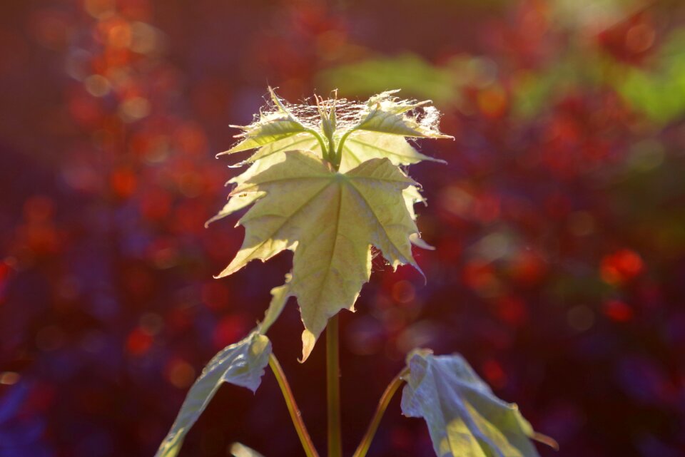 Clone bokeh blur