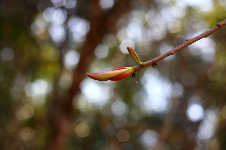Flower buds nam cat tien nam cat tien forest