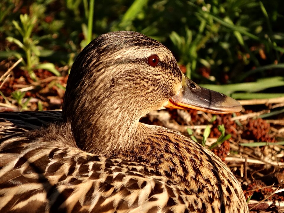 Bird wild birds water birds