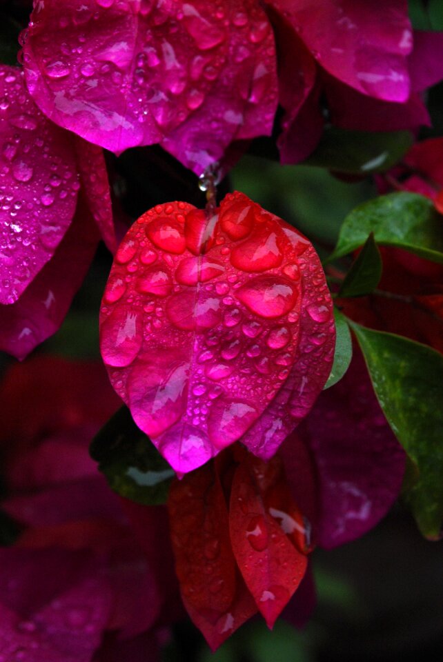 Water drop bougainvillea