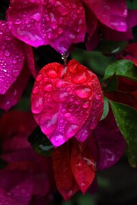 Water drop bougainvillea photo