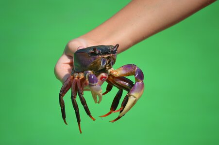 Hand green animals