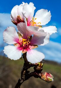 Blossom close up almond blossom