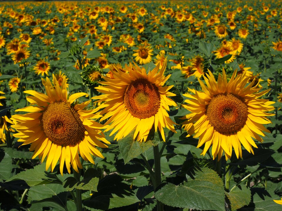 Flower nature plant