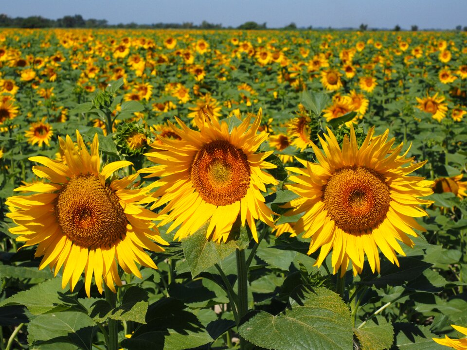 Idyllic helianthus annuus flower
