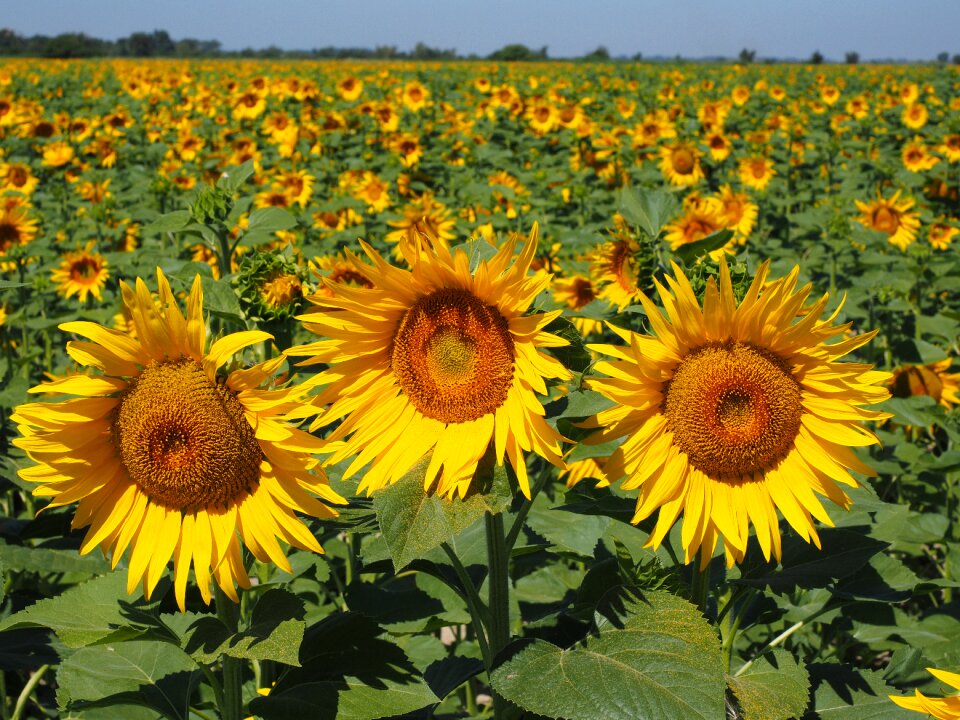 Idyllic helianthus annuus flower photo