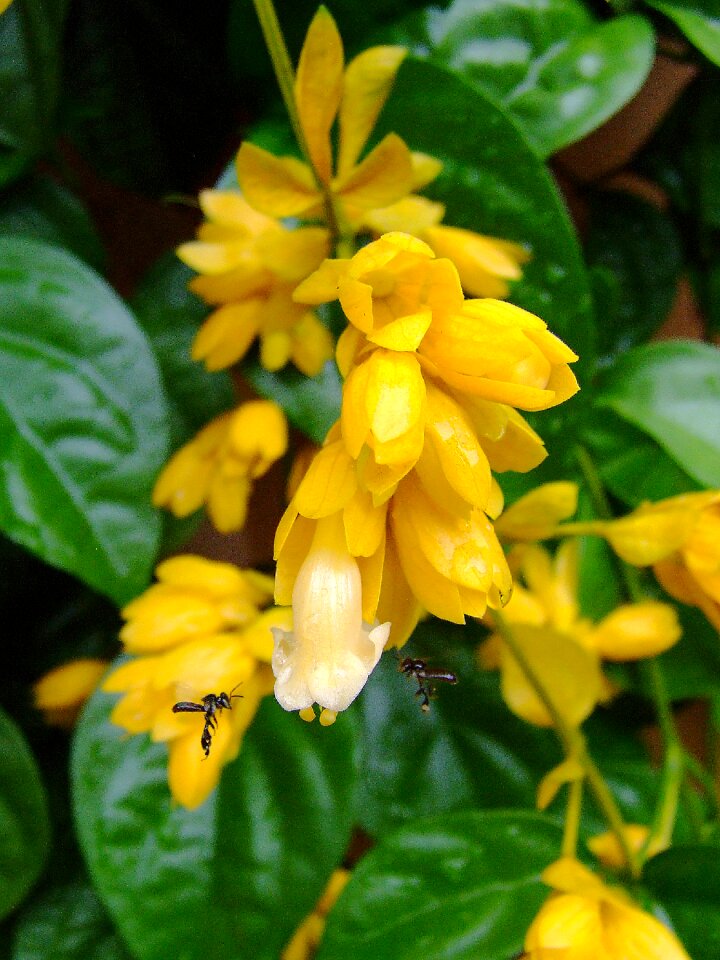 White tropical petraeovitex bambusitrum