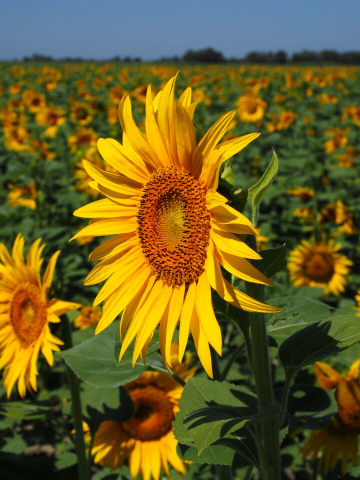 Idyllic helianthus annuus flower photo