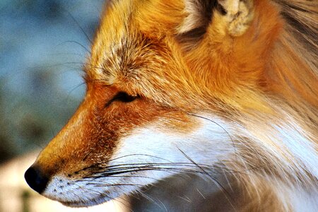 Animal portrait nature creature