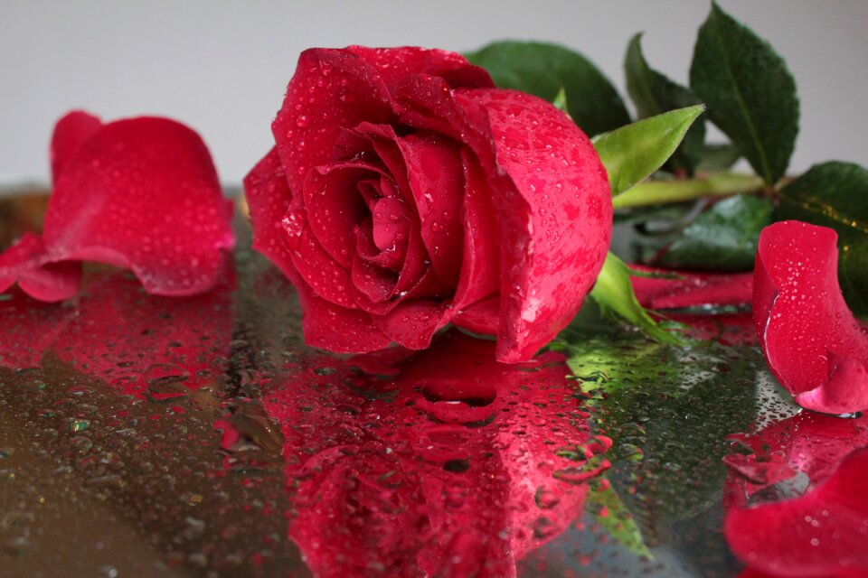 Beautiful flower drops petals