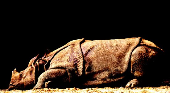 Animal south africa zoo