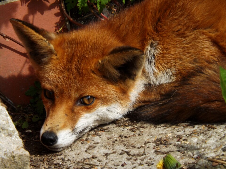 Animal wildlife red fur
