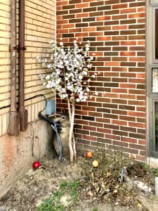 Flowering Tree, Madison Avenue Baptist Church, Covington, … photo
