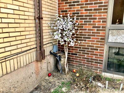 Flowering Tree, Madison Avenue Baptist Church, Covington, … photo