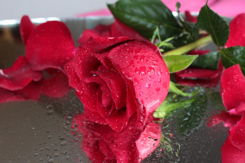 Beautiful flower drops petals