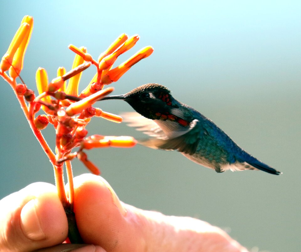 Mellisuga helenae zunzuncito endemic