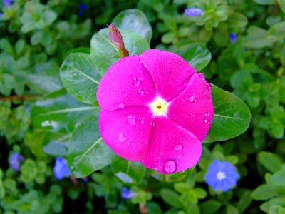 Rosy periwinkle flowers nature