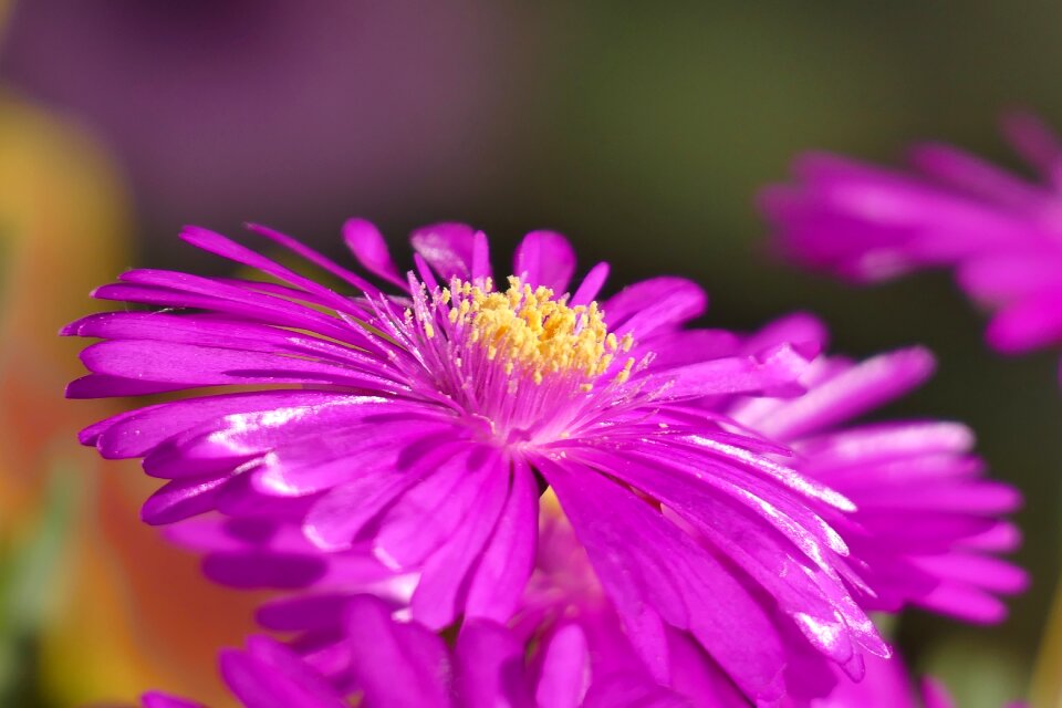 Nature blossom bloom