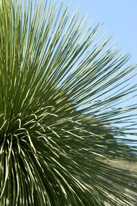 Thorny skewers cactus