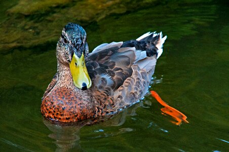 Lake nature wild duck