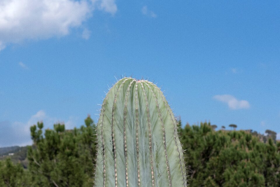 Thorny skewers cactus