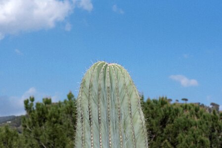 Thorny skewers cactus