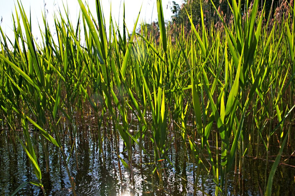 Lake landscape nature